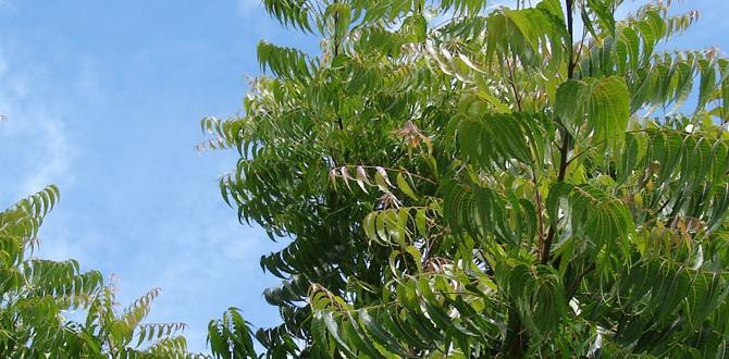 What is neem oil neem oil for gardening