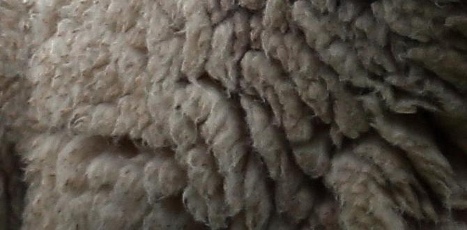 What is sheep manure sheep manure for gardens What is sheep manure sheep manure for gardens