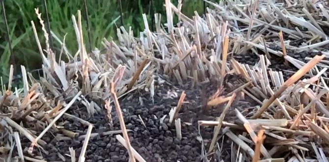 What is straw bale gardening straw bale for gardening