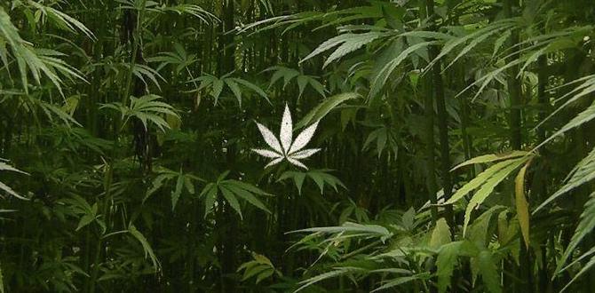 What is weed and feed weed and feed for gardens What is weed and feed weed and feed for gardens