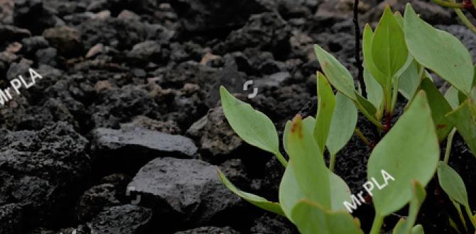 Where to source volcanic soil volcanic soil for gardening