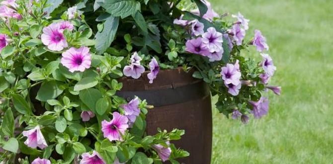 Where to source whiskey barrels for gardening whiskey barrels for gardening Where to source whiskey barrels for gardening whiskey barrels for gardening