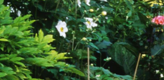 Wildlifefriendly flower gardens ideas for flower gardens