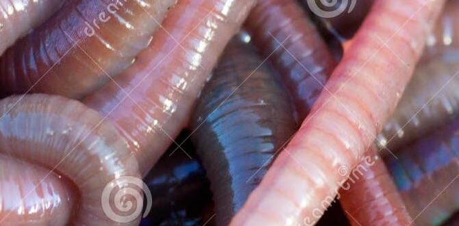 Worm composting techniques are worms good for gardens Worm composting techniques are worms good for gardens