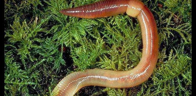 Worm composting techniques are worms good for vegetable gardens Worm composting techniques are worms good for vegetable gardens