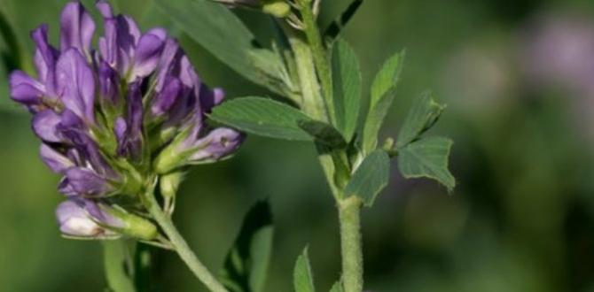 alfalfa pellets for gardening alfalfa pellets for gardening