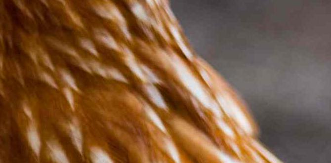 are chickens good for gardens