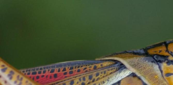 are grasshoppers bad for gardens