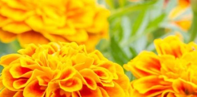 are marigolds good for gardens