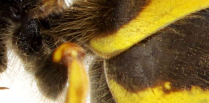are wasps good for gardens are wasps good for gardens