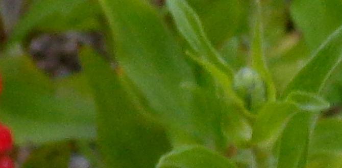 are zinnias good for vegetable gardens