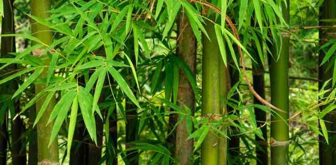 bamboo sticks for gardening