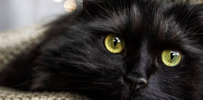 black dirt for gardens black dirt for gardens