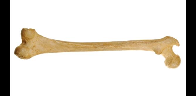 bone meal for gardening bone meal for gardening