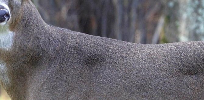 deer fence for gardens