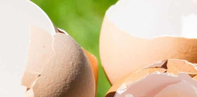 eggshells for gardening eggshells for gardening