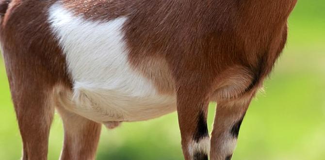 goat manure for gardens