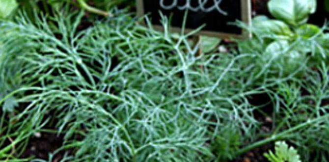 herbs for gardening herbs for gardening