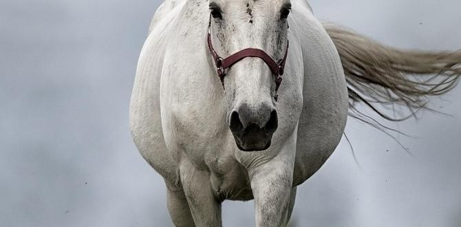 horse manure for gardening horse manure for gardening