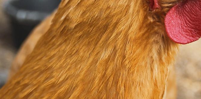 is chicken manure good for vegetable gardens
