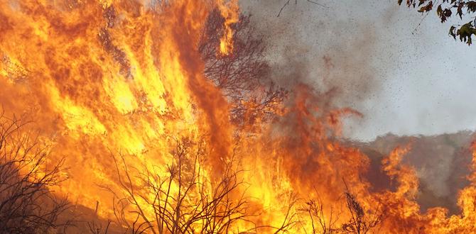 is fire pit ash good for gardens