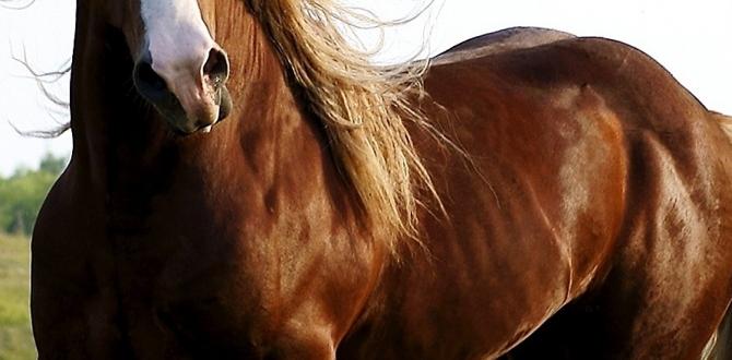 is horse manure good for veggie gardens is horse manure good for veggie gardens