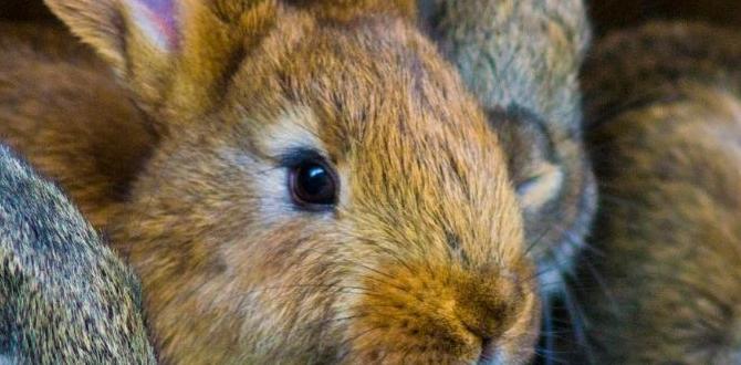 is rabbit manure good for gardens