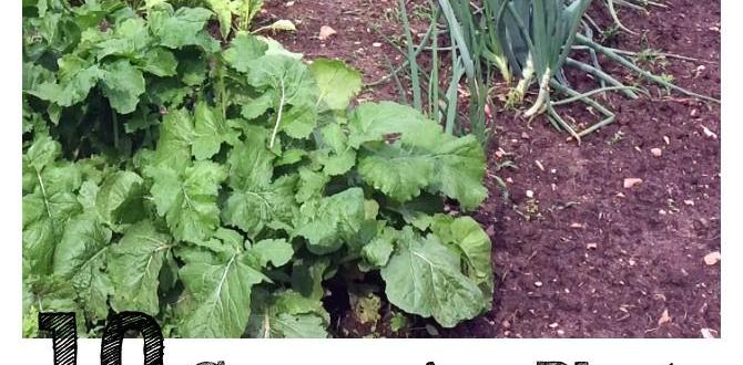 list of companion plants for vegetable gardens list of companion plants for vegetable gardens
