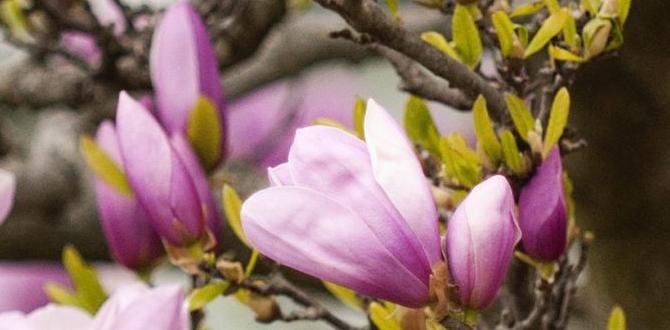 magnolia gardens center for nursing and rehabilitation photos