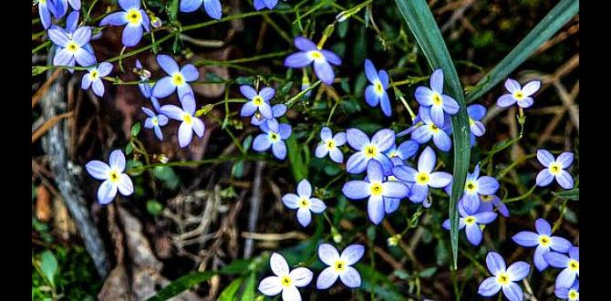 native plants for new england gardens native plants for new england gardens