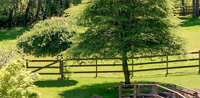 pond designs for small gardens pond designs for small gardens