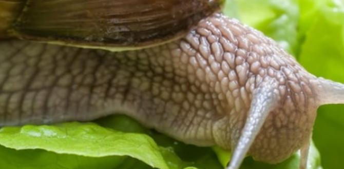 snail killer for gardens