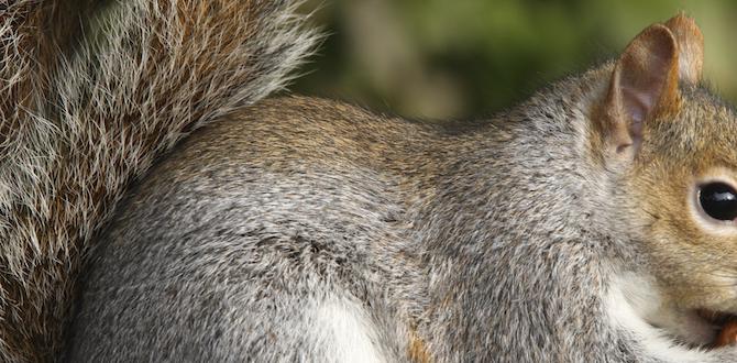 squirrel deterrents for gardens