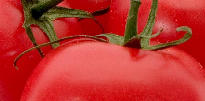 tomato gardening for beginners