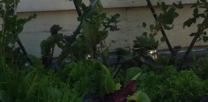 vegetable gardens for small spaces vegetable gardens for small spaces