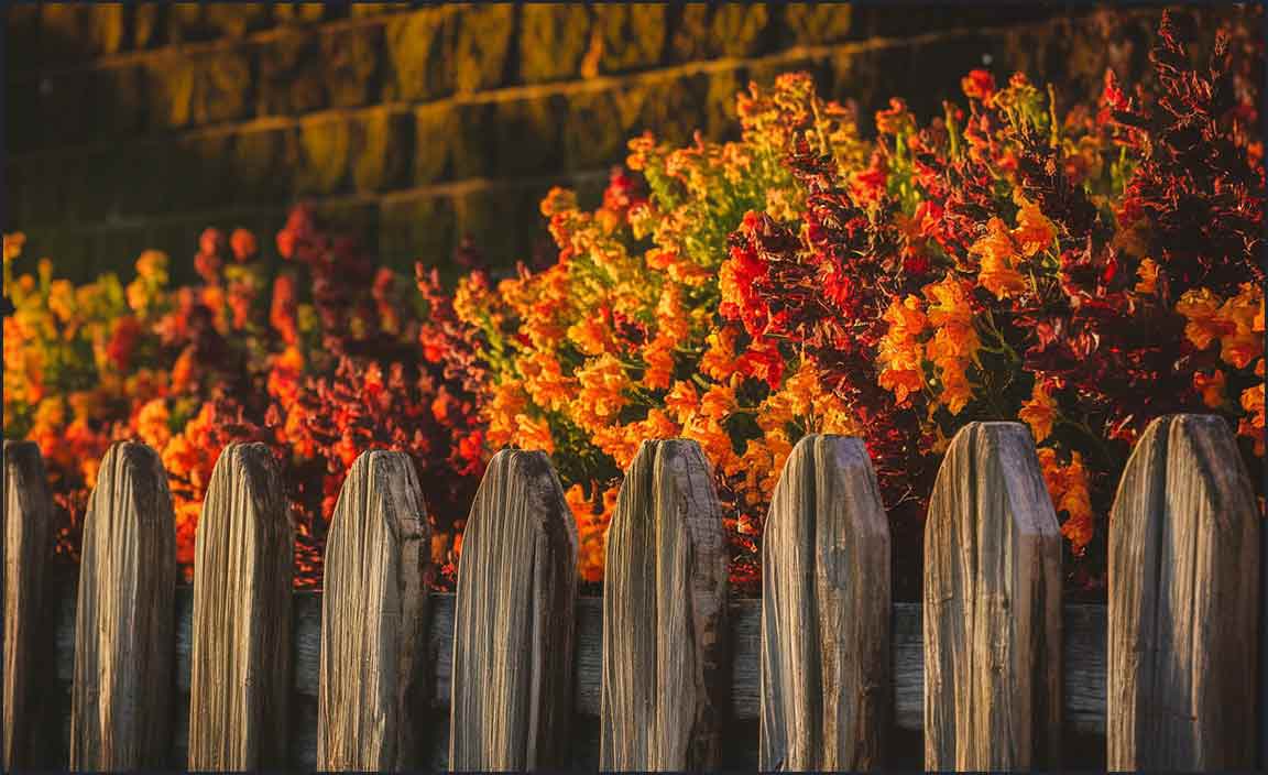 Creative Ideas for Fencing Borders
